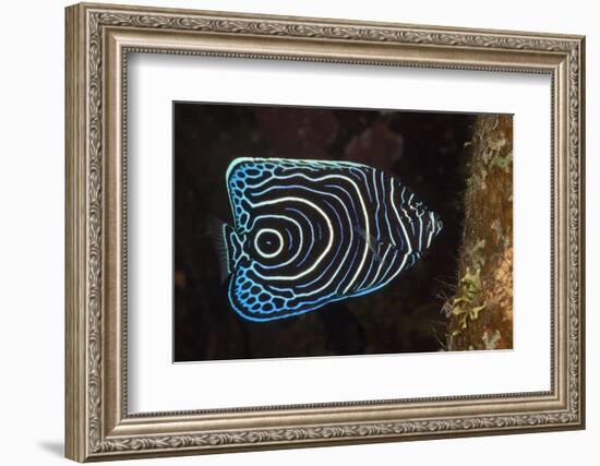 Juvenile Emperor Angelfish (Pomacanthus Imperator), Alam Batu, Bali, Indonesia-Reinhard Dirscherl-Framed Photographic Print