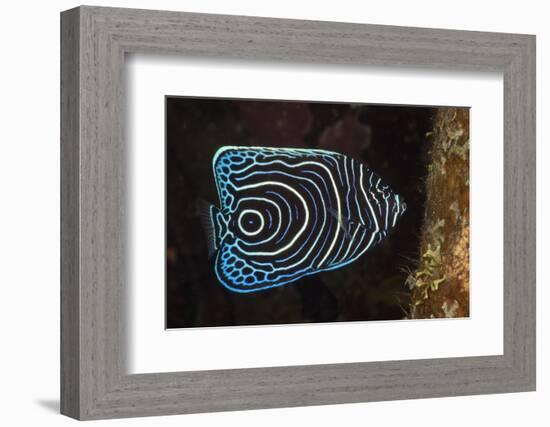 Juvenile Emperor Angelfish (Pomacanthus Imperator), Alam Batu, Bali, Indonesia-Reinhard Dirscherl-Framed Photographic Print