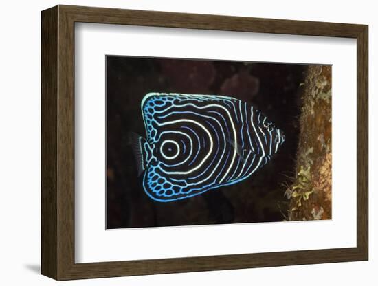 Juvenile Emperor Angelfish (Pomacanthus Imperator), Alam Batu, Bali, Indonesia-Reinhard Dirscherl-Framed Photographic Print