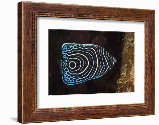 Juvenile Emperor Angelfish (Pomacanthus Imperator), Alam Batu, Bali, Indonesia-Reinhard Dirscherl-Framed Photographic Print