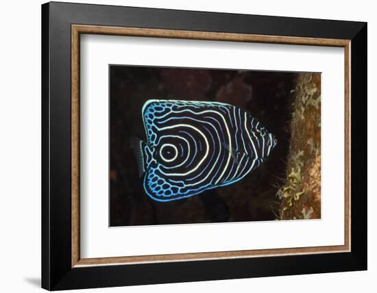 Juvenile Emperor Angelfish (Pomacanthus Imperator), Alam Batu, Bali, Indonesia-Reinhard Dirscherl-Framed Photographic Print