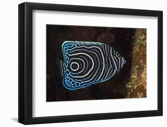 Juvenile Emperor Angelfish (Pomacanthus Imperator), Alam Batu, Bali, Indonesia-Reinhard Dirscherl-Framed Photographic Print