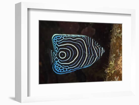 Juvenile Emperor Angelfish (Pomacanthus Imperator), Alam Batu, Bali, Indonesia-Reinhard Dirscherl-Framed Photographic Print