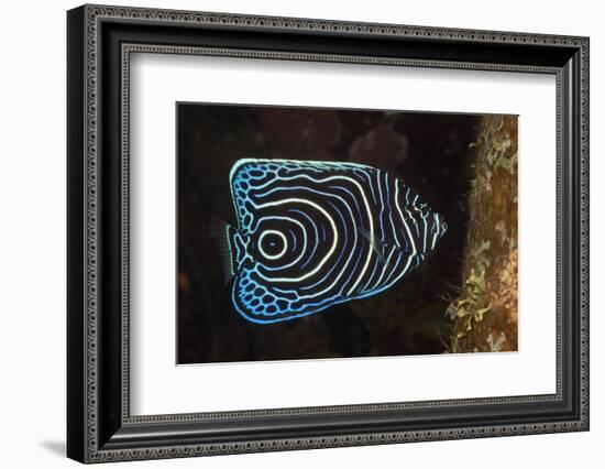 Juvenile Emperor Angelfish (Pomacanthus Imperator), Alam Batu, Bali, Indonesia-Reinhard Dirscherl-Framed Photographic Print