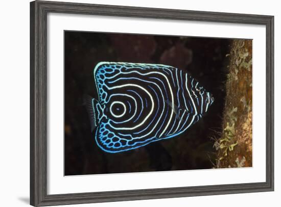 Juvenile Emperor Angelfish (Pomacanthus Imperator), Alam Batu, Bali, Indonesia-Reinhard Dirscherl-Framed Photographic Print