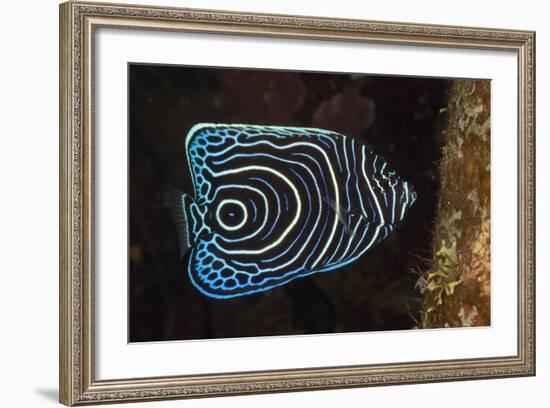 Juvenile Emperor Angelfish (Pomacanthus Imperator), Alam Batu, Bali, Indonesia-Reinhard Dirscherl-Framed Photographic Print