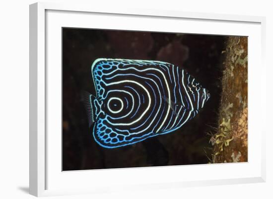 Juvenile Emperor Angelfish (Pomacanthus Imperator), Alam Batu, Bali, Indonesia-Reinhard Dirscherl-Framed Photographic Print