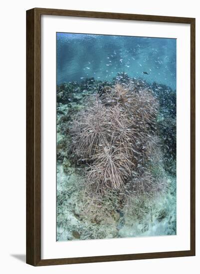 Juvenile Fish Swarm around a Coral Colony in Raja Ampat, Indonesia-Stocktrek Images-Framed Photographic Print