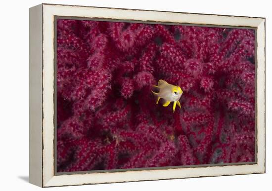 Juvenile Golden Damselfish-Matthew Oldfield-Framed Premier Image Canvas