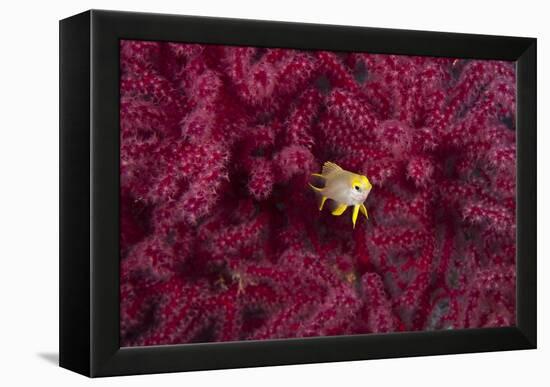 Juvenile Golden Damselfish-Matthew Oldfield-Framed Premier Image Canvas