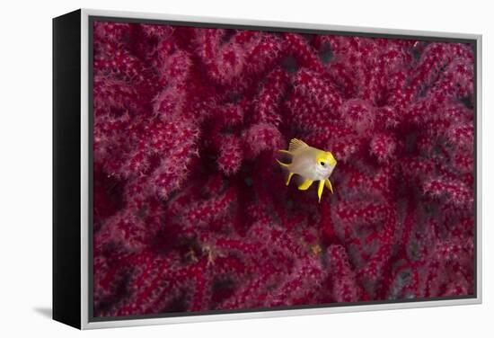 Juvenile Golden Damselfish-Matthew Oldfield-Framed Premier Image Canvas