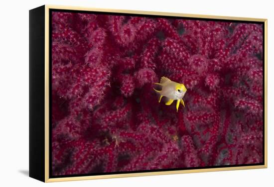 Juvenile Golden Damselfish-Matthew Oldfield-Framed Premier Image Canvas