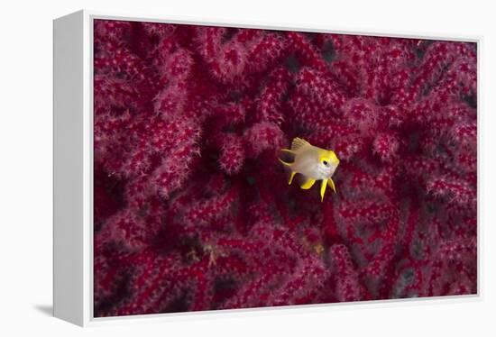 Juvenile Golden Damselfish-Matthew Oldfield-Framed Premier Image Canvas