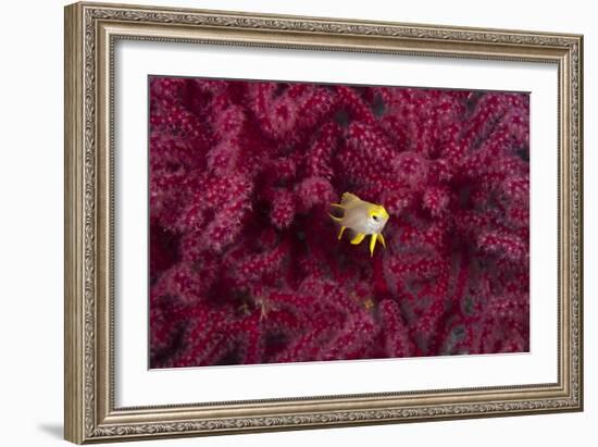 Juvenile Golden Damselfish-Matthew Oldfield-Framed Photographic Print