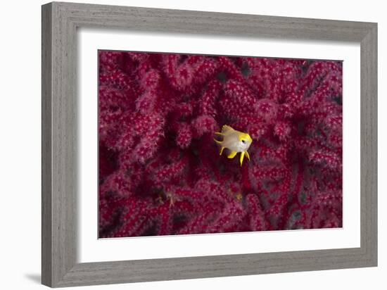 Juvenile Golden Damselfish-Matthew Oldfield-Framed Photographic Print