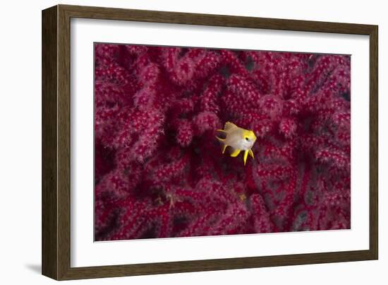 Juvenile Golden Damselfish-Matthew Oldfield-Framed Photographic Print