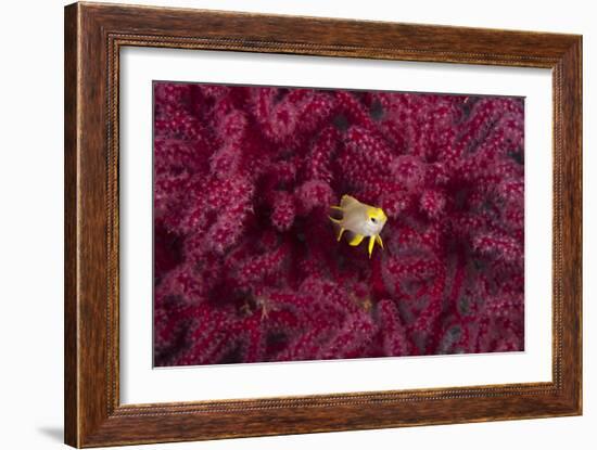 Juvenile Golden Damselfish-Matthew Oldfield-Framed Photographic Print