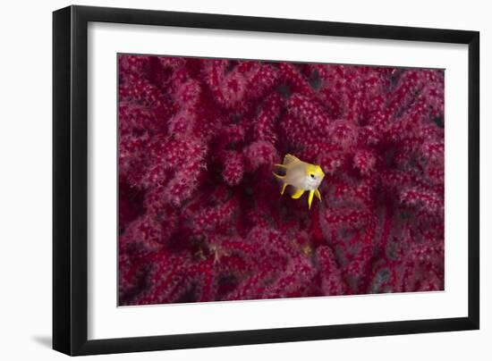 Juvenile Golden Damselfish-Matthew Oldfield-Framed Photographic Print