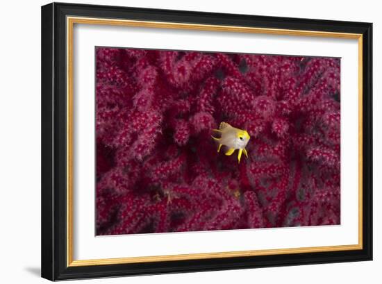 Juvenile Golden Damselfish-Matthew Oldfield-Framed Photographic Print