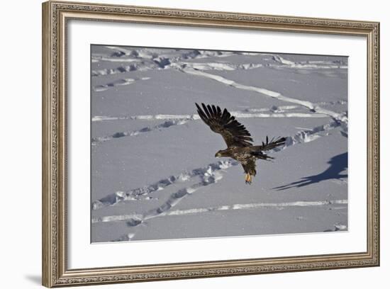 Juvenile Golden Eagle (Aquila Chrysaetos) in Flight over Snow in the Winter-James Hager-Framed Photographic Print