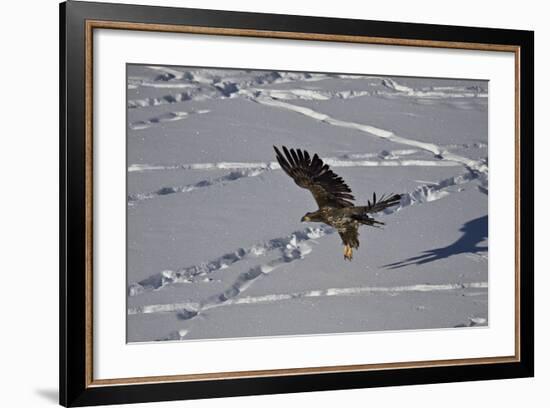 Juvenile Golden Eagle (Aquila Chrysaetos) in Flight over Snow in the Winter-James Hager-Framed Photographic Print