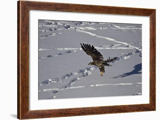 Juvenile Golden Eagle (Aquila Chrysaetos) in Flight over Snow in the Winter-James Hager-Framed Photographic Print