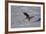 Juvenile Golden Eagle (Aquila Chrysaetos) in Flight over Snow in the Winter-James Hager-Framed Photographic Print