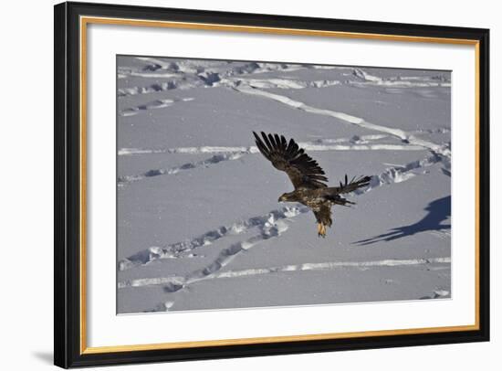 Juvenile Golden Eagle (Aquila Chrysaetos) in Flight over Snow in the Winter-James Hager-Framed Photographic Print