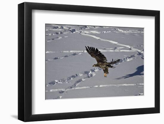 Juvenile Golden Eagle (Aquila Chrysaetos) in Flight over Snow in the Winter-James Hager-Framed Photographic Print