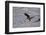 Juvenile Golden Eagle (Aquila Chrysaetos) in Flight over Snow in the Winter-James Hager-Framed Photographic Print