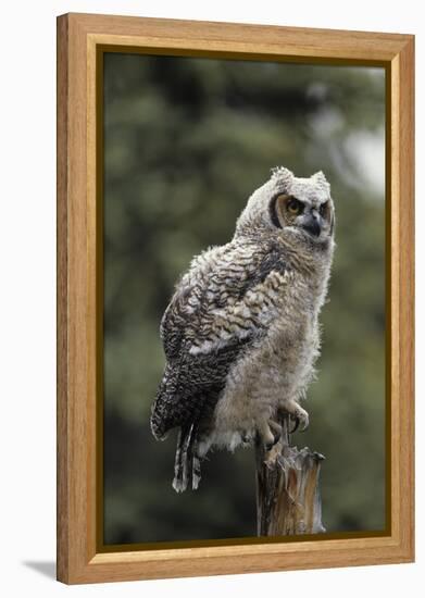 Juvenile Great Horned Owl, Alaska, USA-Gerry Reynolds-Framed Premier Image Canvas