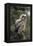 Juvenile Great Horned Owl, Alaska, USA-Gerry Reynolds-Framed Premier Image Canvas