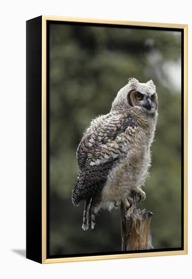 Juvenile Great Horned Owl, Alaska, USA-Gerry Reynolds-Framed Premier Image Canvas