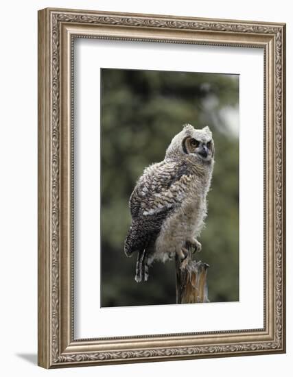 Juvenile Great Horned Owl, Alaska, USA-Gerry Reynolds-Framed Photographic Print