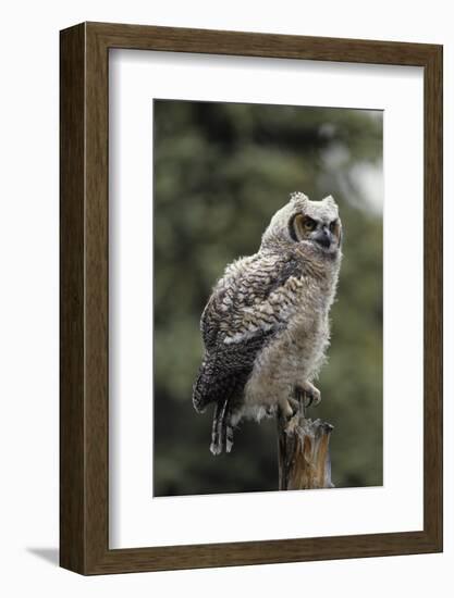 Juvenile Great Horned Owl, Alaska, USA-Gerry Reynolds-Framed Photographic Print