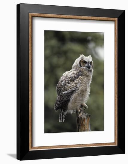 Juvenile Great Horned Owl, Alaska, USA-Gerry Reynolds-Framed Photographic Print