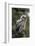 Juvenile Great Horned Owl, Alaska, USA-Gerry Reynolds-Framed Photographic Print