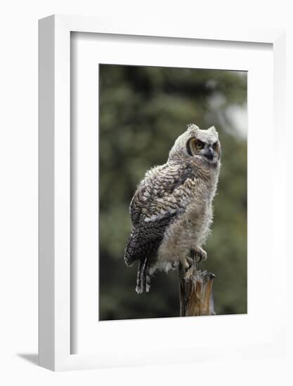 Juvenile Great Horned Owl, Alaska, USA-Gerry Reynolds-Framed Photographic Print