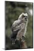 Juvenile Great Horned Owl, Alaska, USA-Gerry Reynolds-Mounted Photographic Print
