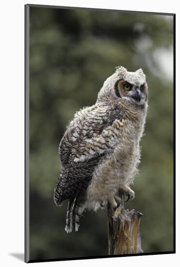 Juvenile Great Horned Owl, Alaska, USA-Gerry Reynolds-Mounted Photographic Print