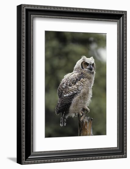 Juvenile Great Horned Owl, Alaska, USA-Gerry Reynolds-Framed Photographic Print