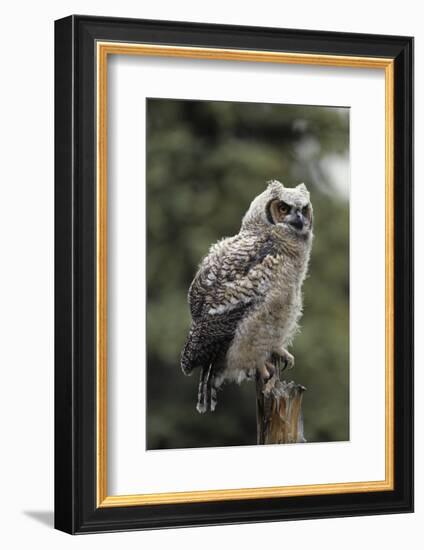 Juvenile Great Horned Owl, Alaska, USA-Gerry Reynolds-Framed Photographic Print