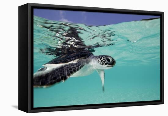 Juvenile Green Sea Turtle (Chelonia Mydas)-Stephen Frink-Framed Premier Image Canvas