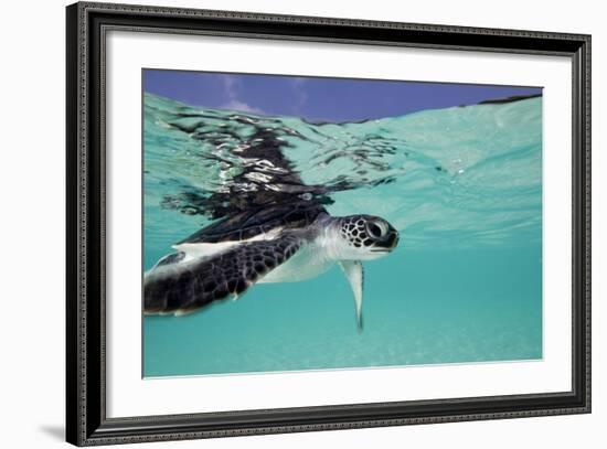 Juvenile Green Sea Turtle (Chelonia Mydas)-Stephen Frink-Framed Photographic Print