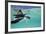 Juvenile Green Sea Turtle (Chelonia Mydas)-Stephen Frink-Framed Photographic Print