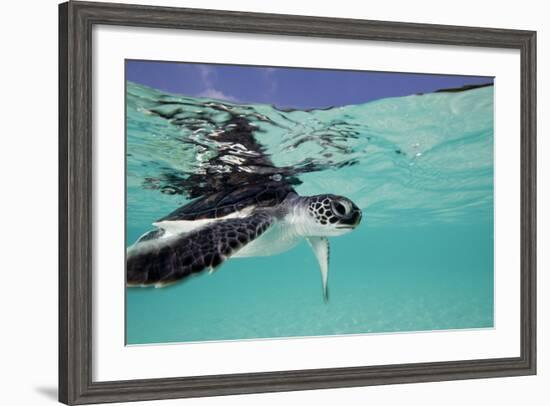 Juvenile Green Sea Turtle (Chelonia Mydas)-Stephen Frink-Framed Photographic Print