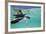 Juvenile Green Sea Turtle (Chelonia Mydas)-Stephen Frink-Framed Photographic Print