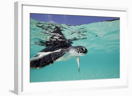 Juvenile Green Sea Turtle (Chelonia Mydas)-Stephen Frink-Framed Photographic Print