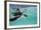 Juvenile Green Sea Turtle (Chelonia Mydas)-Stephen Frink-Framed Photographic Print