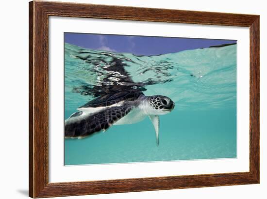 Juvenile Green Sea Turtle (Chelonia Mydas)-Stephen Frink-Framed Photographic Print